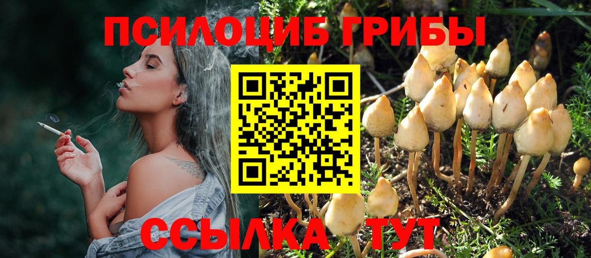 Вятские Поляны  где продают наркотики  Вход с VPN  Псилоцибиновые грибы мицелий 